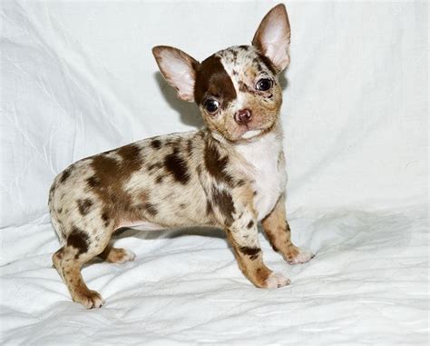  Choco merle pups also have unique genetics so they are quite rare and hard to come by
