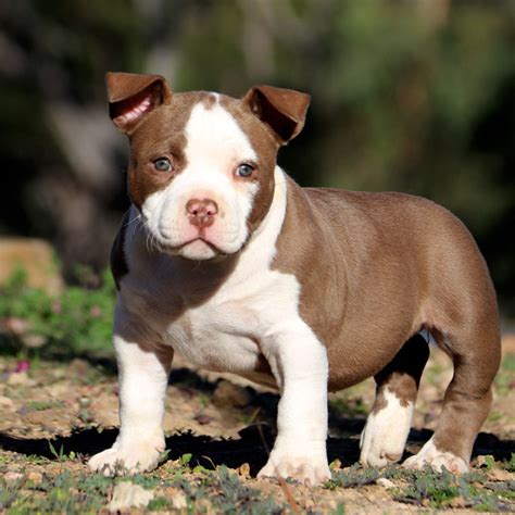  Chocolate Chocolate pocket bullies have a dark brown coat that can range from a light milk chocolate color to a deep, dark chocolate color