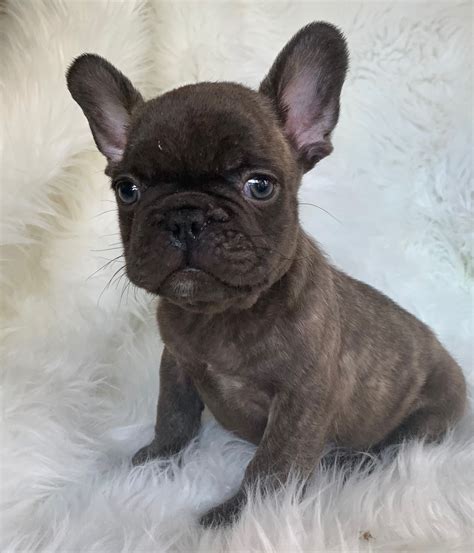  Chocolate French Bulldogs have a short, smooth coat that is easy to maintain