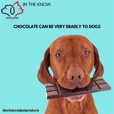  Chocolate contains theobromine, which can be highly toxic for dogs