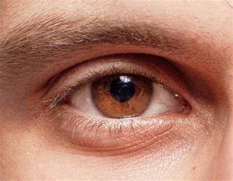  Chocolate turns the nose and eye color, usually to an amber, yellow, or gold color