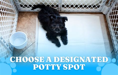  Choose a designated potty spot and use a consistent command