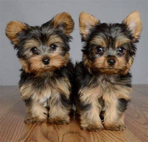  Choose among Purebred or Designer puppies In addition to our selection of designer and purebred puppies for sale, we offer expert dog training, professional pet grooming and the best pet supplies, pet foods and pet products available at the low prices