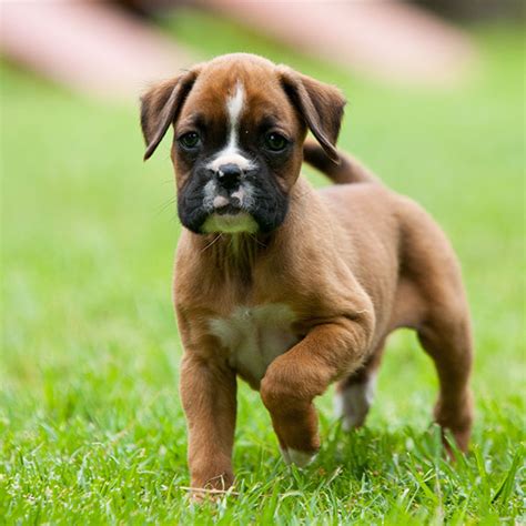  Choosing a Good Boxer Seller and Breeder The best Boxer puppies only come from those who take an extra mile in caring for them