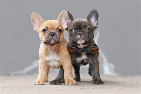  Choosing a Good French Bulldog Seller and Breeder While all French Bulldog pups are excellent pets, you can still go wrong if you choose the wrong breeder
