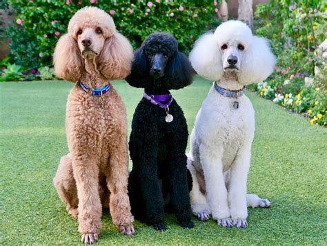  Choosing a Standard Poodle Step 1 Visit your library and read up on the standard poodle breed