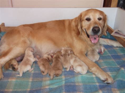  Choosing a reputable breeder and thoroughly researching the health and temperament of both parent breeds is also important before deciding to breed them