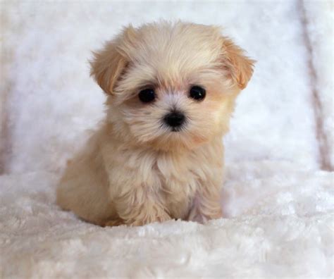  Choosing from among small breed puppies for sale is the same as looking at any dog