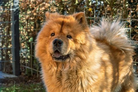  Chow Chows, on the other hand, are territorial and independent