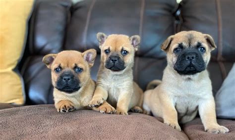  Chow chow French bulldog Cross puppies