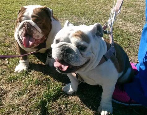  Christina, the owner of this English Bulldog breeding home, has demonstrated excellent abilities to nurture, train, and breed cute little puppies