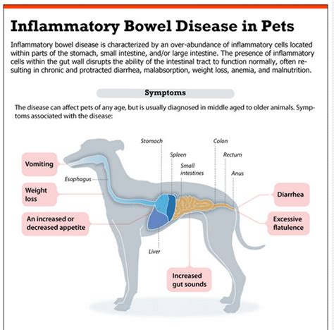  Chronic conditions that cause bloody poop in dogs, like inflammatory bowel disease, may lead to periodic flare-ups that require veterinary attention