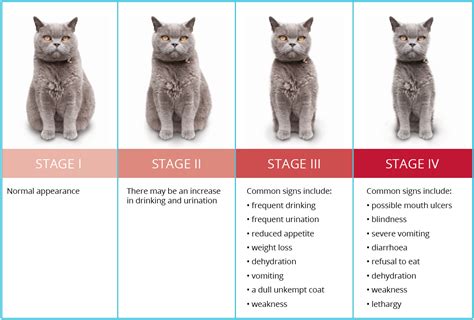  Chronic kidney disease, or CKD in cats, is a progressive and painful metabolic condition marked by loss of renal function