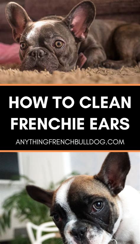  Clean up your Frenchie when she needs cleaning up and give the best care possible