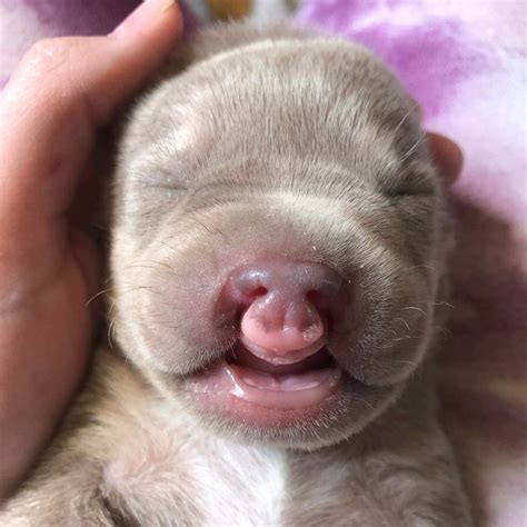  Cleft palates are fairly common in dogs, but many puppies born with a cleft palate do not survive or are euthanized by the breeder