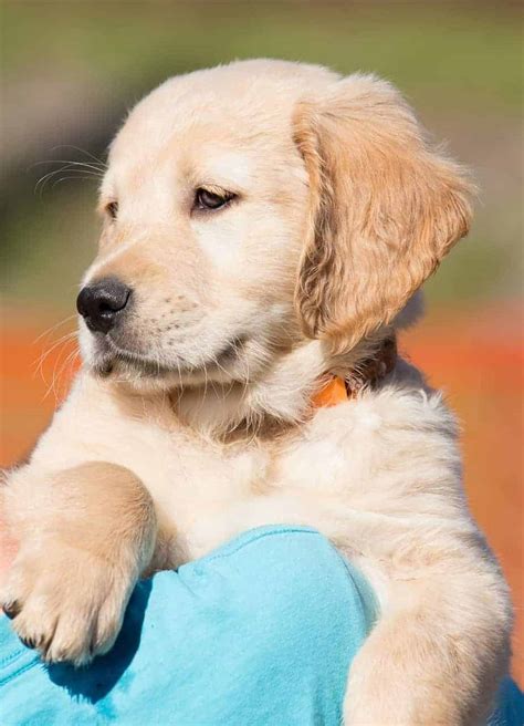  Click Here This Article will help you as you consider owning a Golden Retriever puppy, and how to determine if a breeder will be right for you