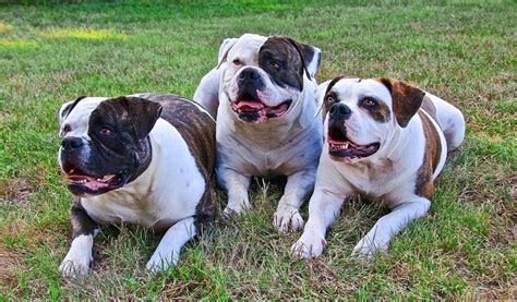  Click here for more information on this characteristic American Bulldog Overview American Bulldogs are generally happy, family-loving dogs that do well in homes where they have plenty of space to roam