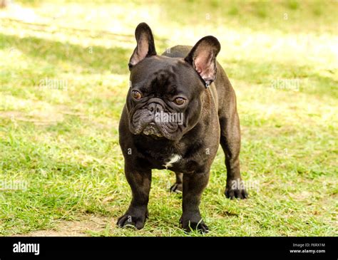  Click here for more information on this characteristic French Bulldog Overview Bat-eared but oddly beautiful, the French Bulldog has a unique appeal