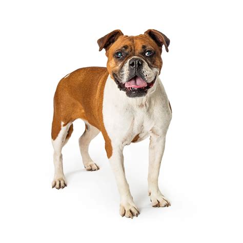  Click here for more information on this characteristic Valley Bulldog Highlights The Valley Bulldog is a mixed breed dog