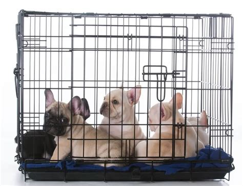  Click here to check on Amazon This wire crate is by far the best not only for french bulldog but for crate training in general