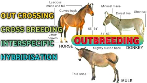  Click here to learn more about terminology concerning levels of cross breeding