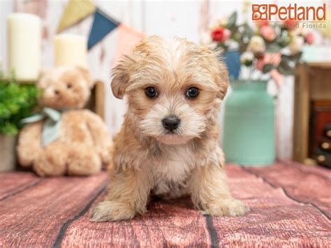  Click here to view our puppies today!  View our wide variety of available puppies for sale at Petland Iowa City, Iowa! If you like what you see, be sure to inquire us today!  Stockport, Greater Manchester, SK1 3