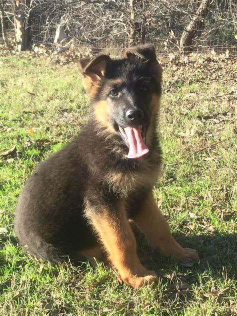  Click to browse available German Shepherd puppies from 5 Star Breeders