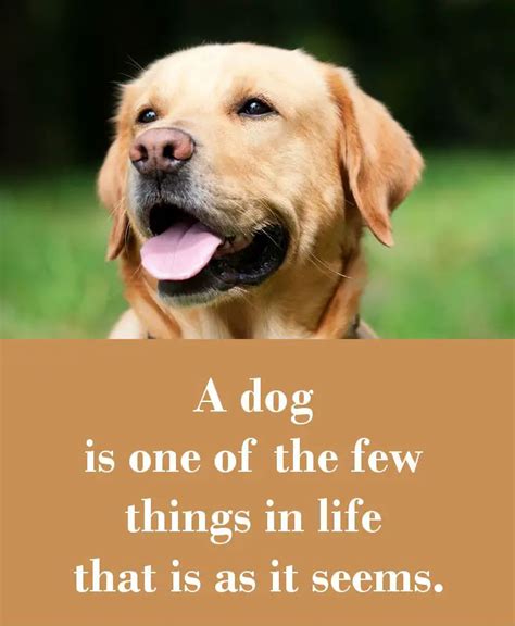  Click to learn more about our dogs