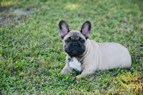  Click to view our French Bulldog puppies!  Post new ad French Bulldog, Florida » Tampa