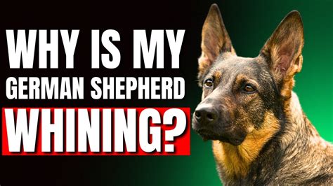  Closing Thoughts Due to German Shepherds being such a vocal breed, the whining from your German Shepherd is probably nothing to be concerned about