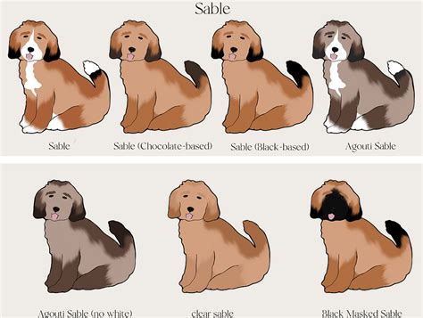  Coat Colors for Bernedoodles Bernedoodles come in several coat colors: white, black, cream, and brown