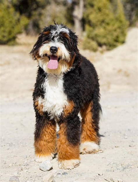  Coat colors: The cost of Bernedoodles will vary depending on the uniqueness of their coat colors, as some are more difficult to breed than others