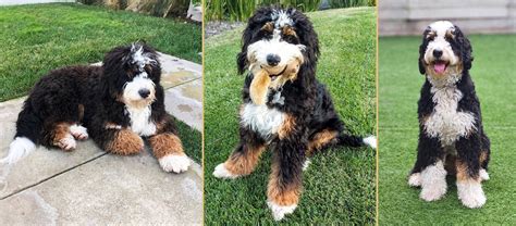 Coat type and level of shedding can be all over the map in a litter of F1 Bernedoodle puppies