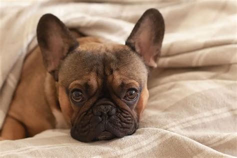  Cold Weather Cold weather is a leading cause of shaking in your French Bulldog, and body tremors help with thermoregulation