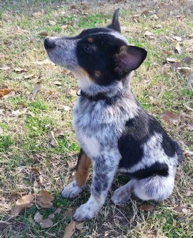  College Station blue heelers puppy 1 female