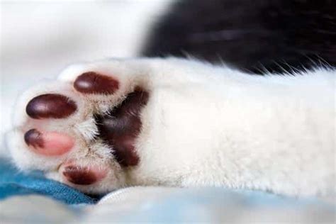  Color on paw pads and nose may be mottled pink and black