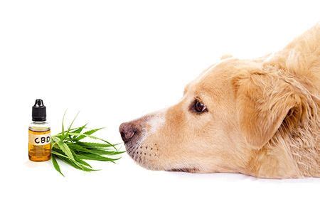  Colorado State University has an ongoing study on using CBD as an addition to epilepsy control in dogs