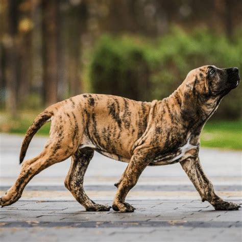  Colors and patterns considered common for the breed like black brindle and fawn have the lowest prices ranging from 4, to 5, USD, while blue, lilac and merle which are more unique and harder to produce come at a higher price as well ranging from 6, to 8, USD