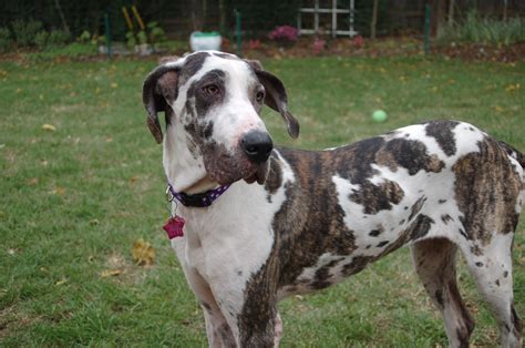  Combinations such as brindle merle exist, but are rare