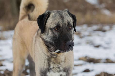  Combining the German Shepherd with the Anatolian Shepherd will likely leave you with a dog who is pretty similar to each of purebred parents