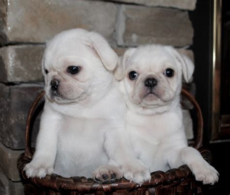  Come and visit our cute and adorable AKC Pug puppies! They are playful, friendly, eating well and have great temperaments