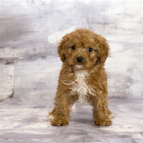  Come into Canine Corral and play with an Aussiepoo puppy today! Average Life Span: 10 - 12 years