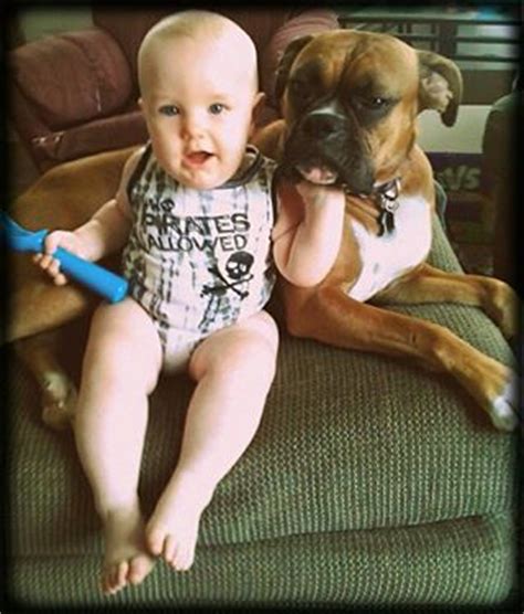  Comfort and safety - Boxer puppies are rambunctious