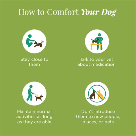  Comfort your dog and let them know everything is going to be okay