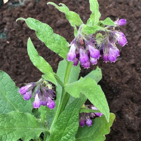  Comfrey This herb can reduce bone inflammation in an effective, healthy, and you guessed it - in a natural way