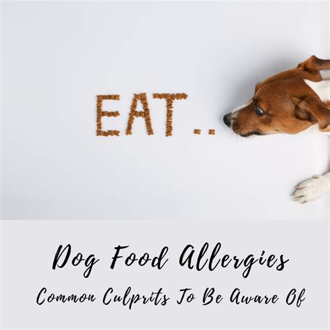  Common culprits include: Food allergies Fleas and other insect bites Moisture trapped on the skin often in skin folds Stress and boredom