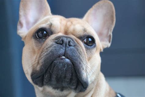  Common health problems in French Bulldogs French Bulldogs are playful and fun-loving dogs who love spending time with their owners