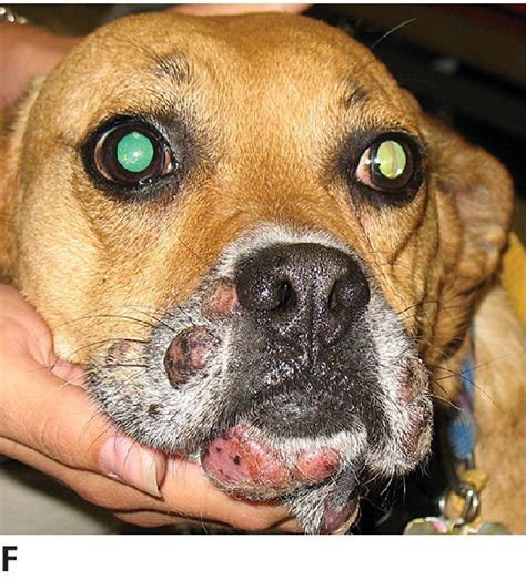  Common types of canine cancer include: Mast cell tumors — a type of skin cancer found in the connective tissues, usually on the skin, lungs, nose, and mouth