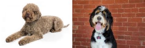  Compare Lagotto Romagnolo and Bernedoodle