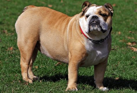  Compare and enroll in a top English Bulldog insurance plan here and gain the peace of mind that you
